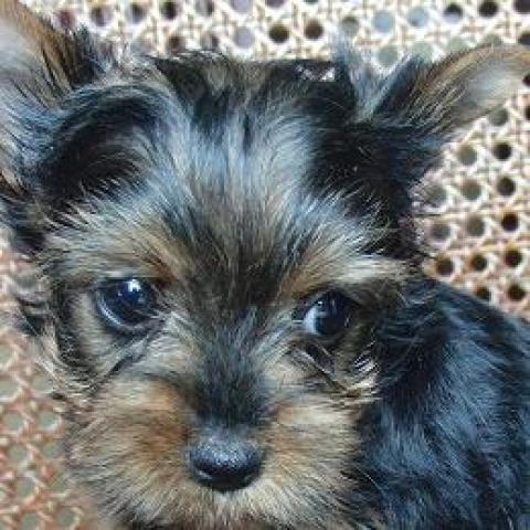 ヨークシャーテリア