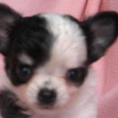 チワワ（ロングコート）