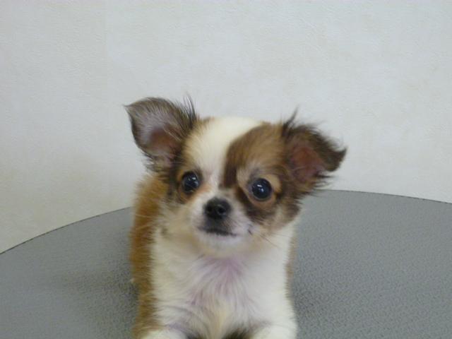 チワワ(ロングコート)