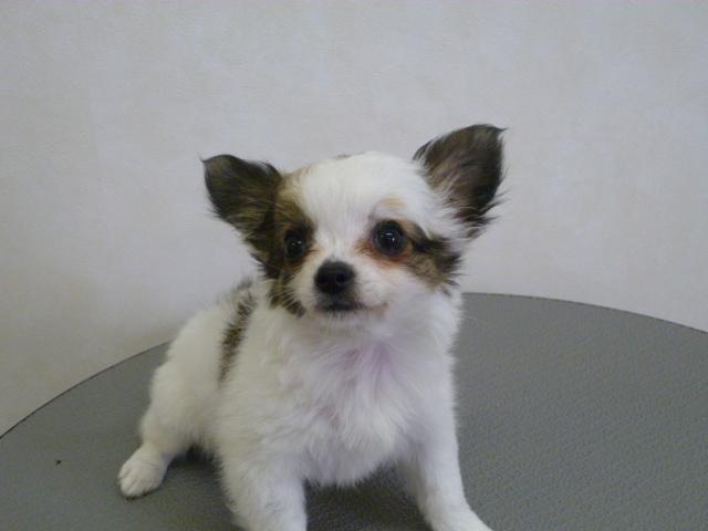 チワワ(ロングコート)