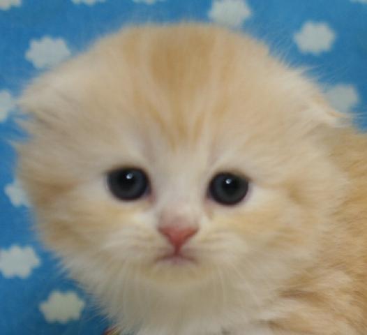 スコティッシュフォールド