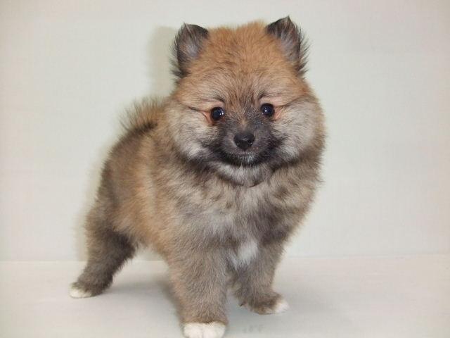 ポメラニアン