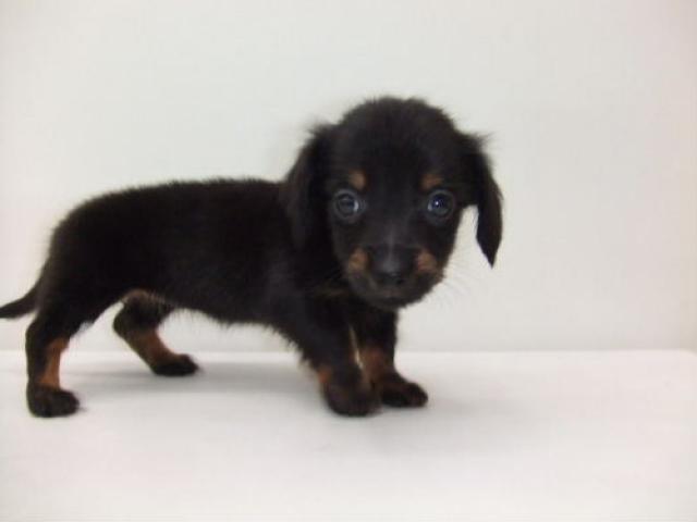 ミニチュアダックスフンド