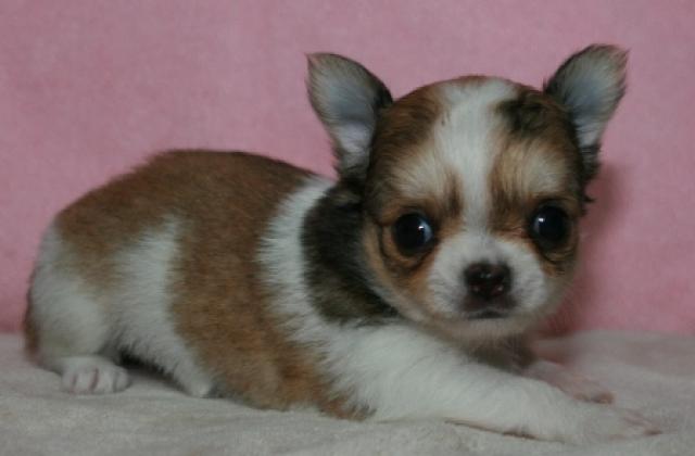 チワワ（ロングコート）