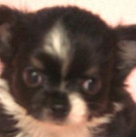 チワワ（ロングコート）