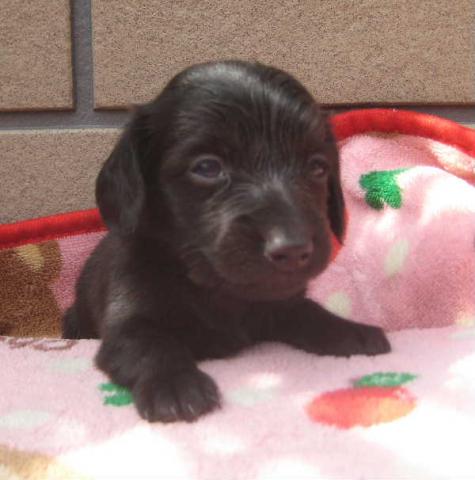 ミニチュアダックスフンド