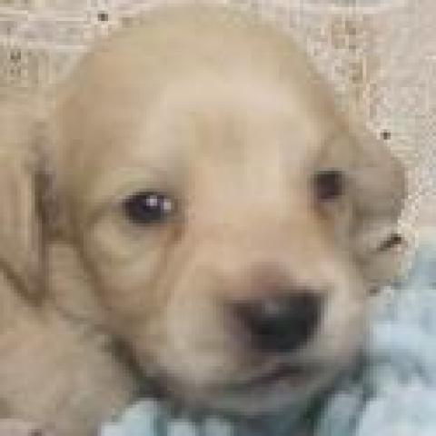 ミニチュアダックスフンド