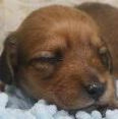 ミニチュアダックスフンド