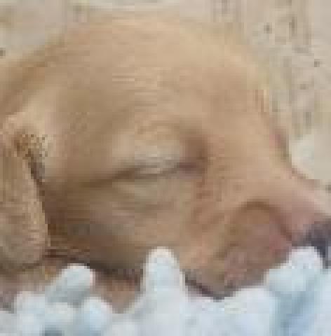 ミニチュアダックスフンド