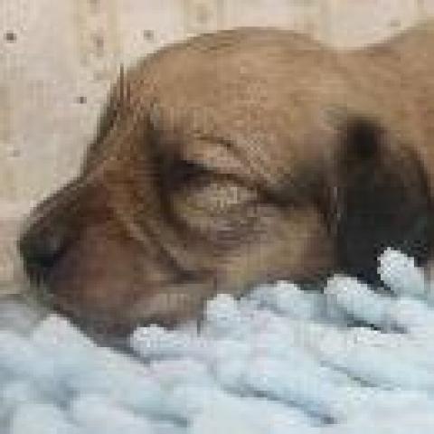 ミニチュアダックスフンド