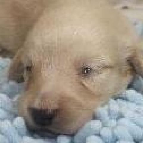 ミニチュアダックスフンド