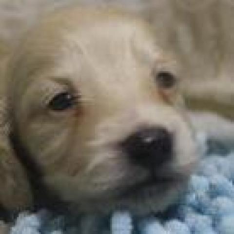 ミニチュアダックスフンド