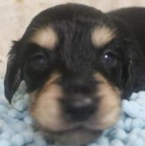 ミニチュアダックスフンド