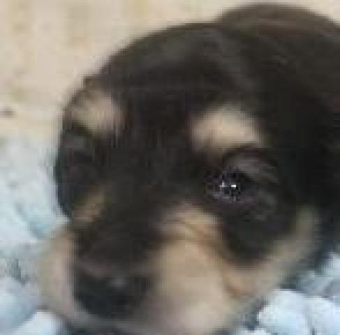 ミニチュアダックスフンド