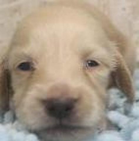 ミニチュアダックスフンド