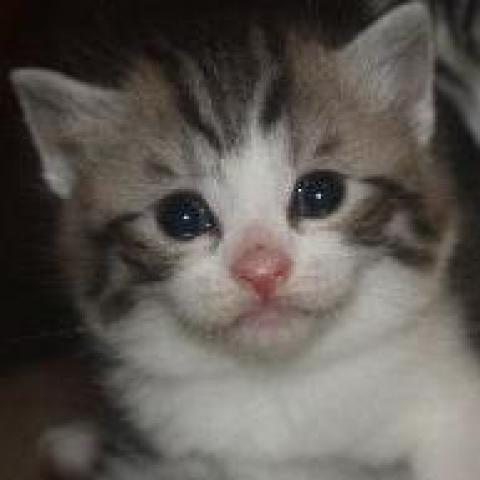 スコティッシュフォールド