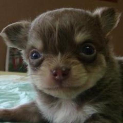 チワワ（ロングコート）