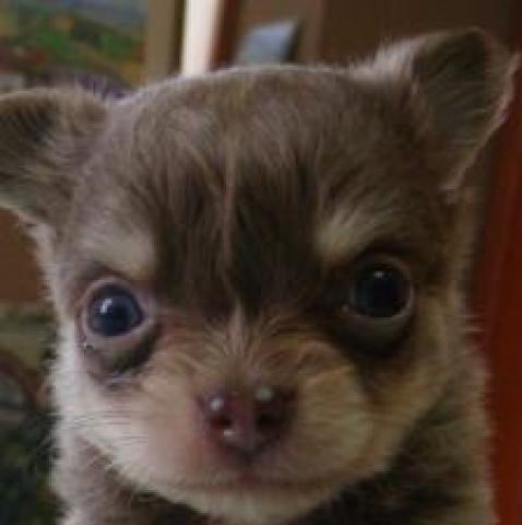 チワワ（ロングコート）