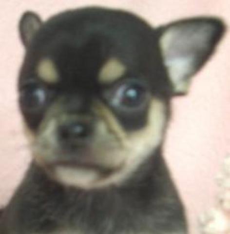 チワワ（スムースコート）