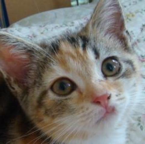 スコティッシュフォールド