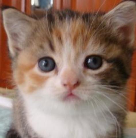 スコティッシュフォールド