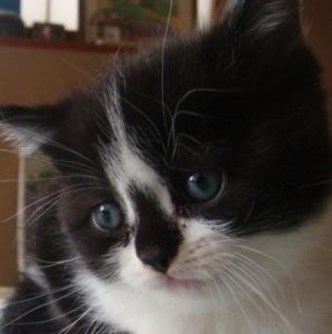 スコティッシュフォールド