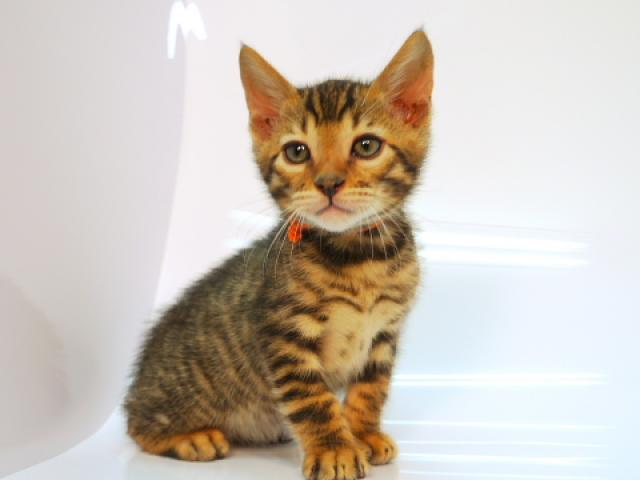 ベンガルブラウン・スポテッド・タビー