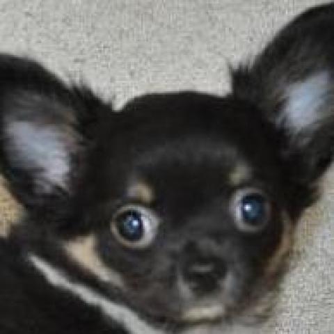 チワワ（ロングコート）