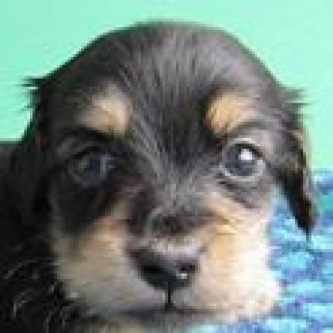 カニンヘンダックスフンド