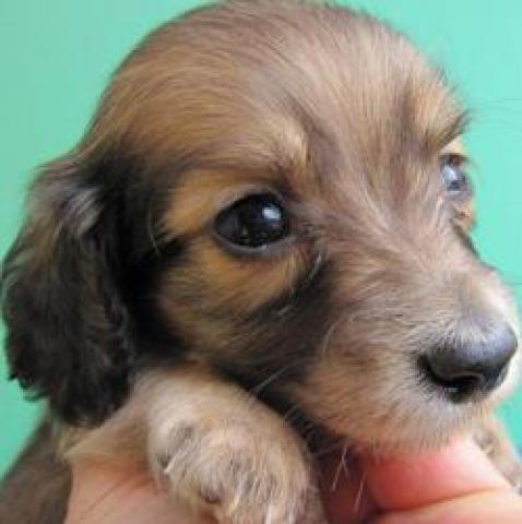 カニンヘンダックスフンド