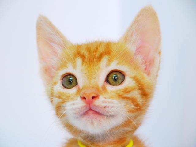 ベンガル ゴールド・スポット☆