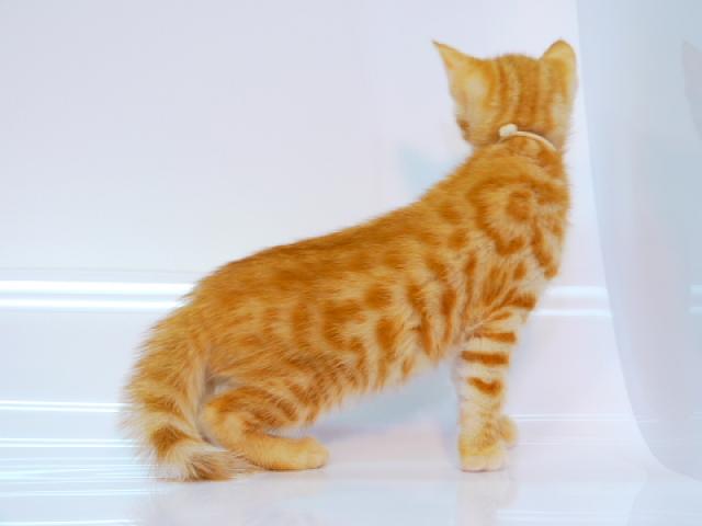 ベンガル ゴールド・スポット☆