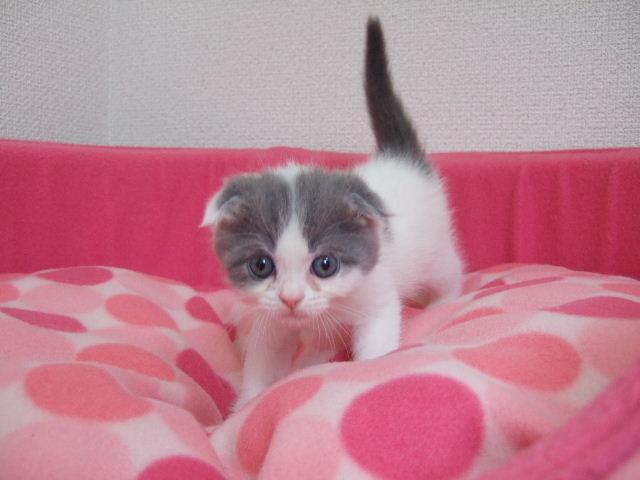 スコティッシュフォールド