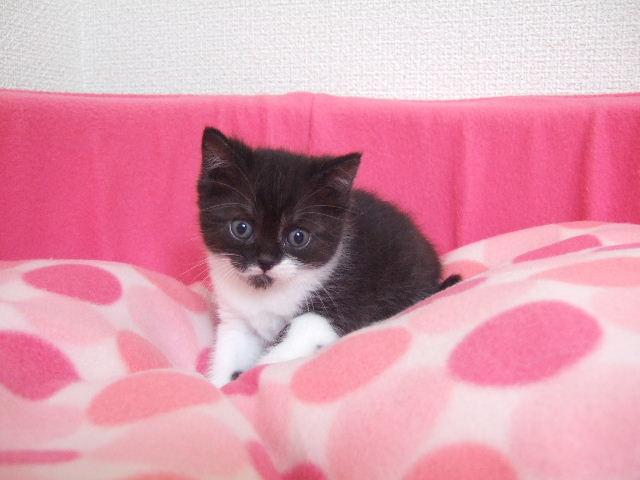 スコティッシュフォールド