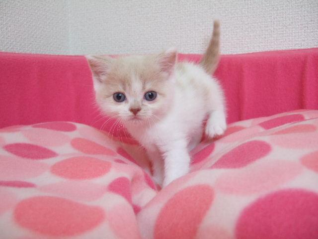 スコティッシュフォールド