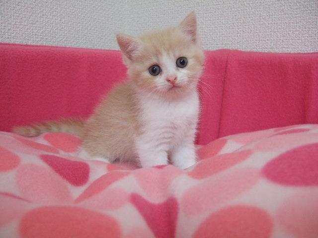 スコティッシュフォールド