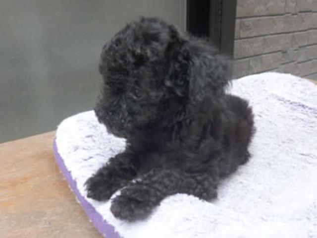 トイプードル