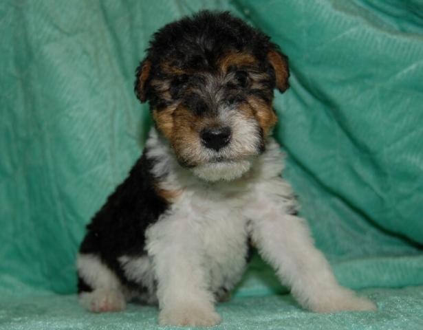 ワイアーフォックステリア