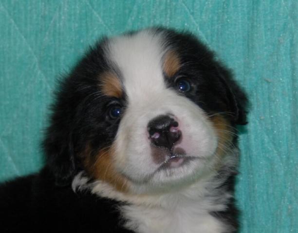 バーニーズマウンテンドッグ