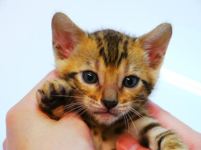 ベンガル　ブラウン・スポット☆