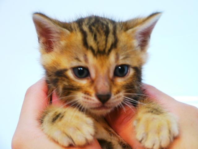 ベンガル ブラウン・マーブル☆