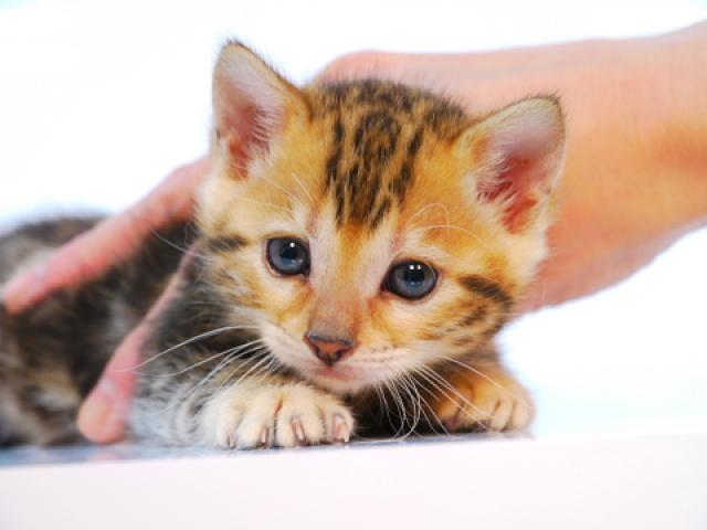 ベンガル ブラウン・マーブル☆