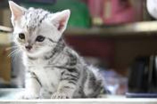 アメリカンショートヘアー