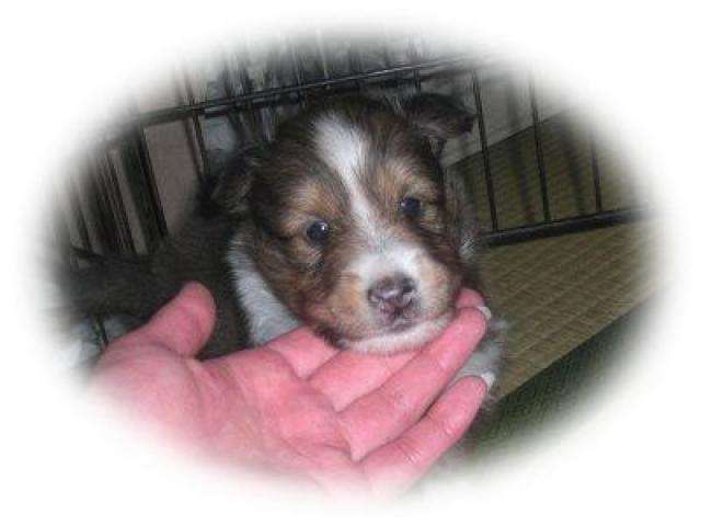 シェットランドシープドッグ