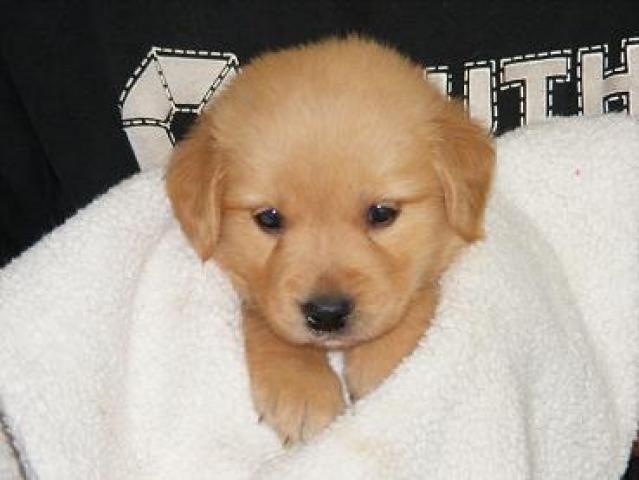 ゴールデンレトリーバー