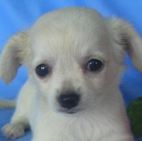 チワワ(ロングコート)