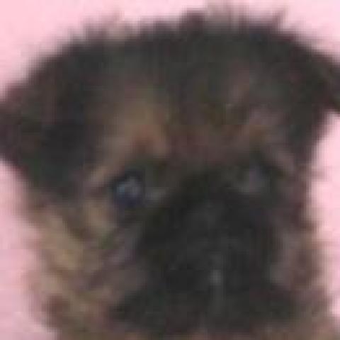 ブリュッセルグリフォン