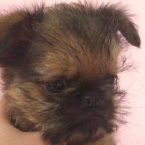 ブリュッセルグリフォン