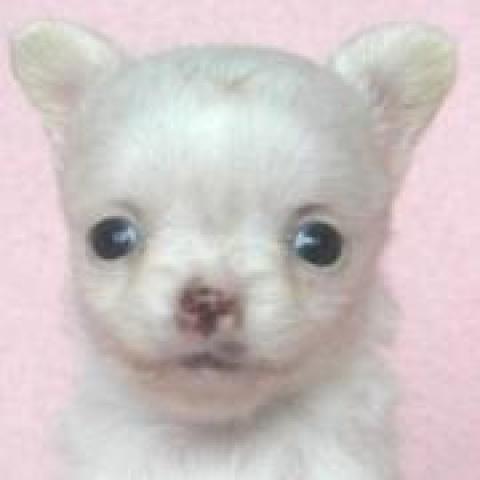 チワワ（ロングコート）