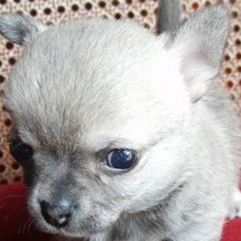 チワワ（スムースコート）